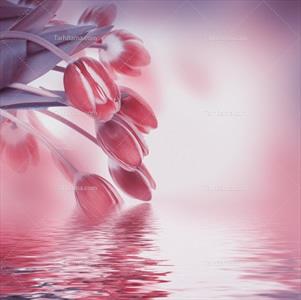 تصویر با کیفیت گل لاله صورتی روی دریاچه